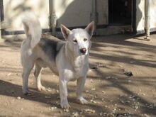 RONALDO, Hund, Mischlingshund in Spanien - Bild 5