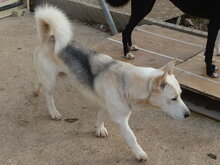 RONALDO, Hund, Mischlingshund in Spanien - Bild 6