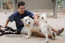 RONALDO, Hund, Mischlingshund in Spanien - Bild 7