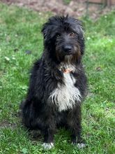MELLI, Hund, Mischlingshund in Edingen-Neckarhausen