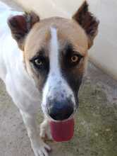 ARCIBALDO, Hund, Mischlingshund in Italien