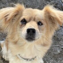 GREMLIN, Hund, Mischlingshund in Griechenland