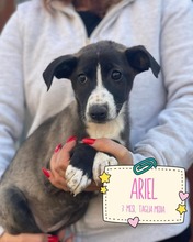 ARIEL, Hund, Mischlingshund in Herxheim