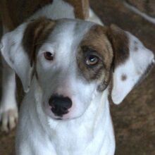 NIVARA, Hund, Mischlingshund in Nettersheim