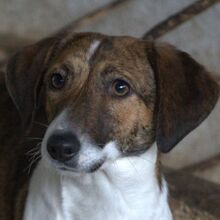 TANU, Hund, Mischlingshund in Griechenland