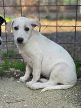 AMBRA, Hund, Labrador-Mix in Boxberg