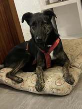 CIMI, Hund, Mischlingshund in Itzstedt