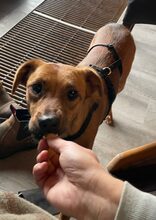 CLEO, Hund, Mischlingshund in Itzstedt