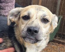 ROXANA, Hund, Mischlingshund in Rumänien