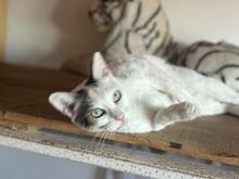 PRINCESITA, Katze, Hauskatze in Spanien
