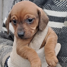 MINNIE, Hund, Dackel in Ungarn