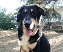 ODIN, Hund, Herdenschutzhund-Mix in Griechenland