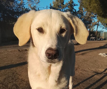 ZELIA, Hund, Mischlingshund in Griechenland