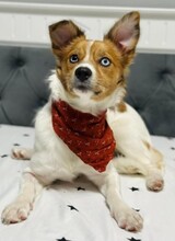 BLUE, Hund, Mischlingshund in Rumänien