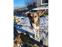 STÖPSEL, Hund, Mischlingshund in Kunreuth