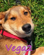 VEGA2, Hund, Mischlingshund in Griechenland