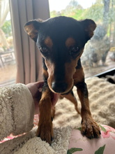 RIO, Hund, Pinscher-Mix in Spanien