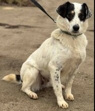 LAIKA, Hund, Mischlingshund in Rumänien