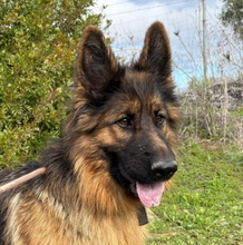 CLARA, Hund, Deutscher Schäferhund in Spanien