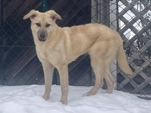 MILLIE, Hund, Mischlingshund in Hersbruck