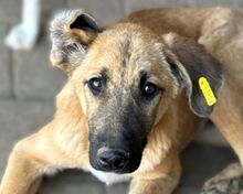 ELVIS, Hund, Mischlingshund in Rumänien