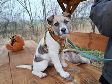 OPHELIA, Hund, Terrier-Mix in Ungarn