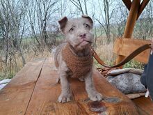 OAKLEY, Hund, Terrier-Mix in Ungarn