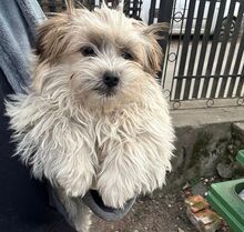 ELLA, Hund, Mischlingshund in Rumänien