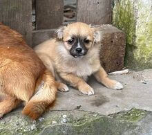 SURI, Hund, Mischlingshund in Rumänien