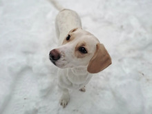 ANICKA, Hund, Mischlingshund in Hamburg