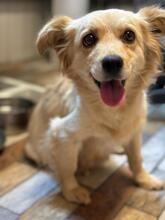 HOLLY, Hund, Mischlingshund in Rumänien