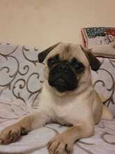 GINA, Hund, Mops-Mix in Slowakische Republik