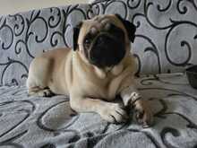 BORKA, Hund, Mops-Mix in Slowakische Republik