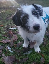 GISELA, Hund, Mischlingshund in Oldenburg