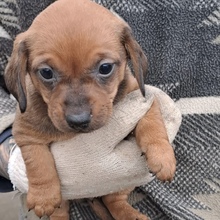 FIENCHEN, Hund, Dackel in Ungarn