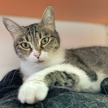 NOSY, Katze, Europäisch Kurzhaar in Spanien