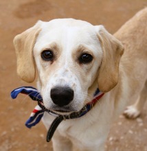 TUKTUK, Hund, Mischlingshund in Griechenland