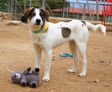 VIOLA, Hund, Mischlingshund in Griechenland