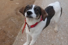 ZUMI, Hund, Mischlingshund in Griechenland