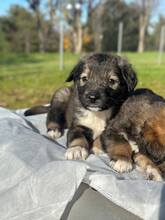 ANTON, Hund, Mischling in Griechenland