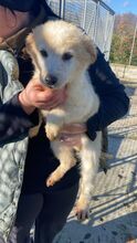 RIO, Hund, Mischlingshund in Italien