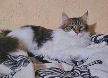 FARINA, Katze, Europäische Langhaarkatze in Bulgarien