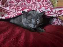 OZZY, Katze, Britisch Kurzhaar in Fürth