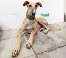 NAEL, Hund, Galgo Español in Spanien