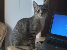 IDGY, Katze, Europäisch Kurzhaar in Fürth