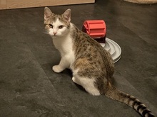 ISABELL, Katze, Europäisch Kurzhaar in Fürth