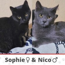 SOPHIE, Katze, Europäisch Kurzhaar in Seukendorf