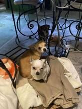 CHILLI, Hund, Chihuahua in Mülheim