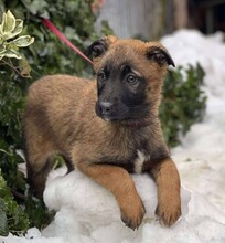 BETSY, Hund, Malinois in Rumänien