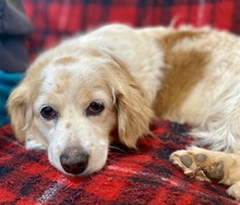 SUSHI, Hund, Mischlingshund in Mannheim